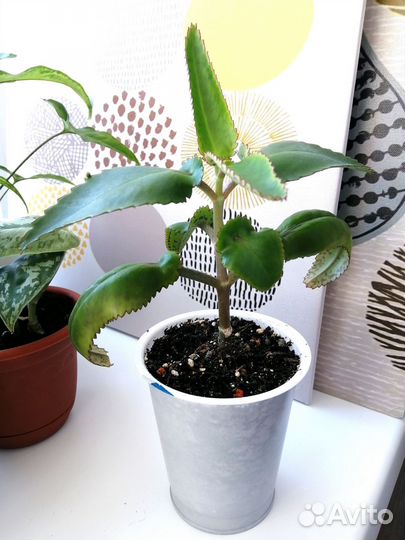 Каланхоэ лечебное