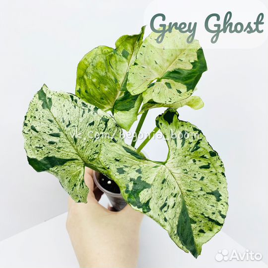 Сингониум Grey Ghost, Scrambled Eggs, Pink Mosaic