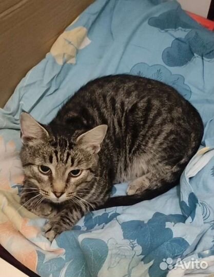 Котишка Тишка хочет быть домашним