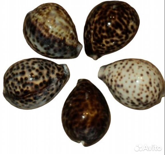 Морские ракушки и раковины