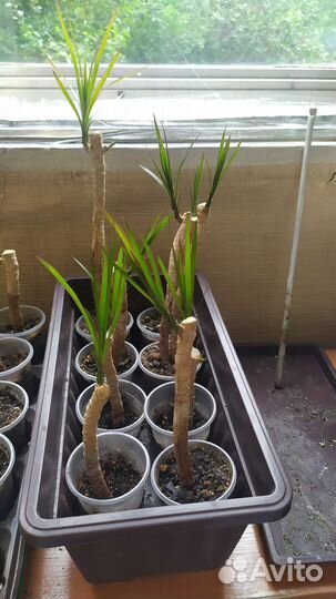 Комнатные цветы драцена