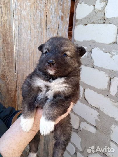 Собаки бесплатно в добрые руки щенки
