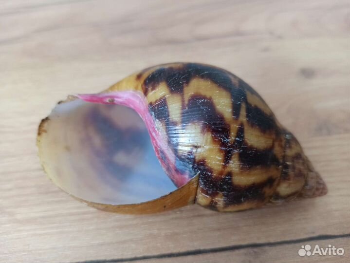 Морская раковина