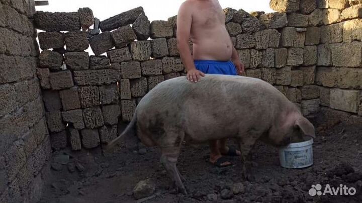 Хряк рабочий