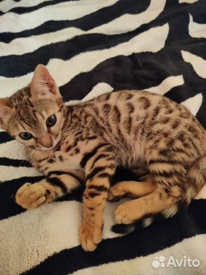 Котятя бенгальские