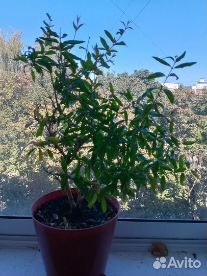 Лимон Югославский