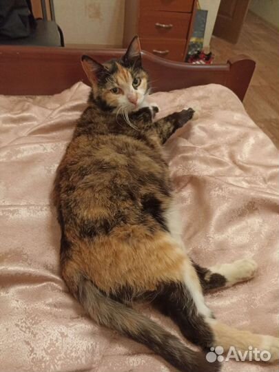 Кошка в дар