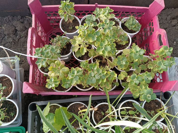 Хризантемы мультифлора