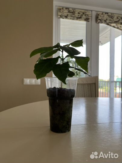 Комнатный цветок кофе арабика