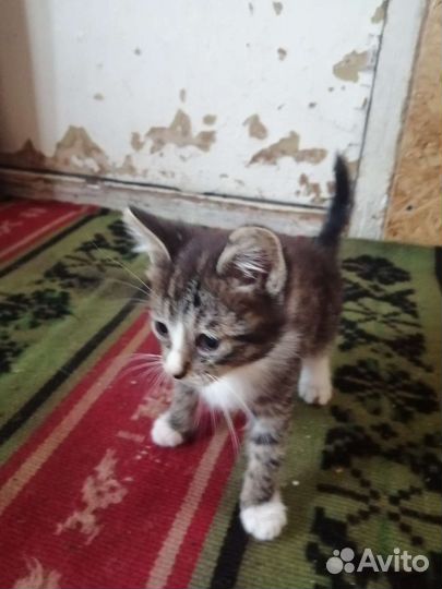 Кошки в добрые руки