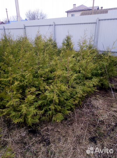 Туи смарагд