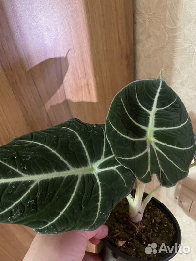 Алоказия Dwarf Amazonica,blak velvet