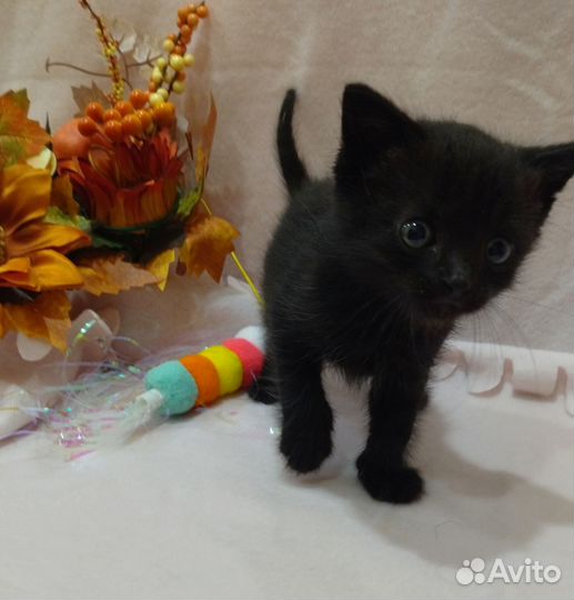 Малыш ищет дом