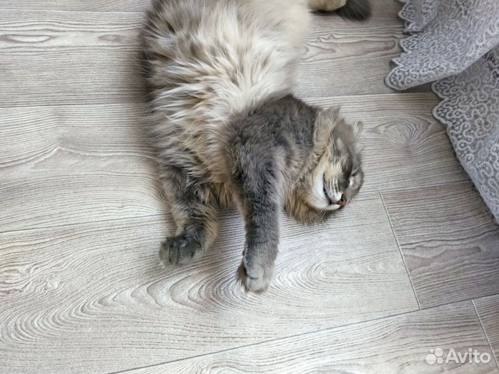 Кот домашний