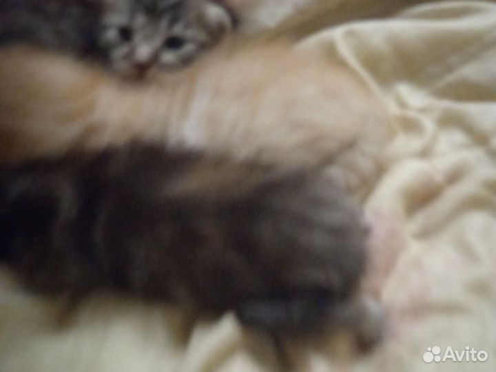 Котята мейкун