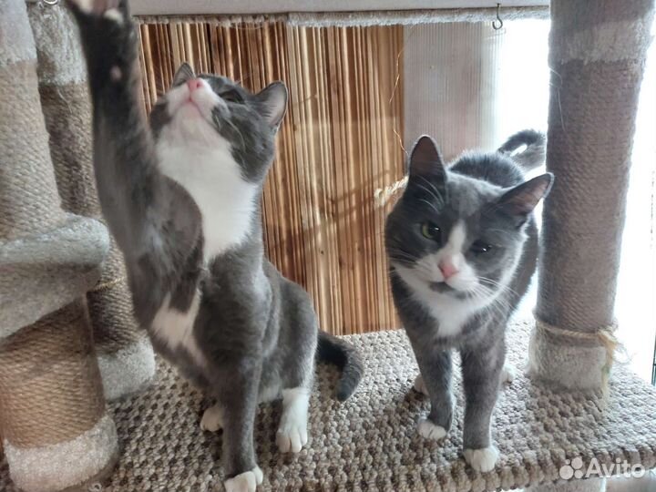 Кот в добрые руки