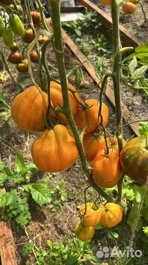 Семена коллекционных сортов томатов