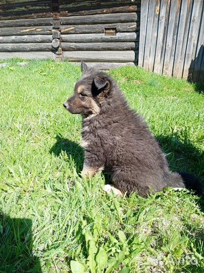 Собака в добрые руки. отдам бесплатно