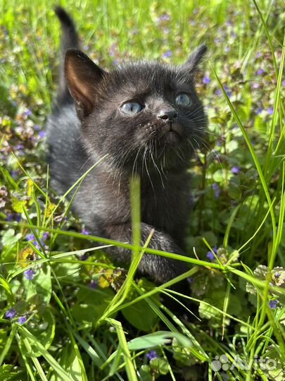 Котёнок девочка