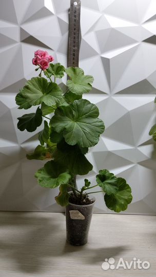 Пеларгония