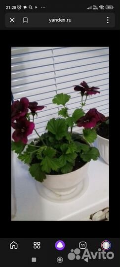 Пеларгония герань королевская