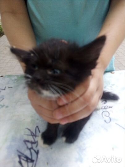 Котята в добрые руки бесплатно