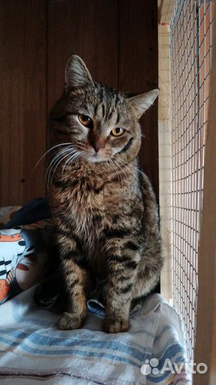 Красавчик кот Бруно