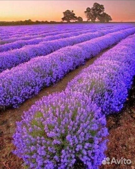 Лаванда