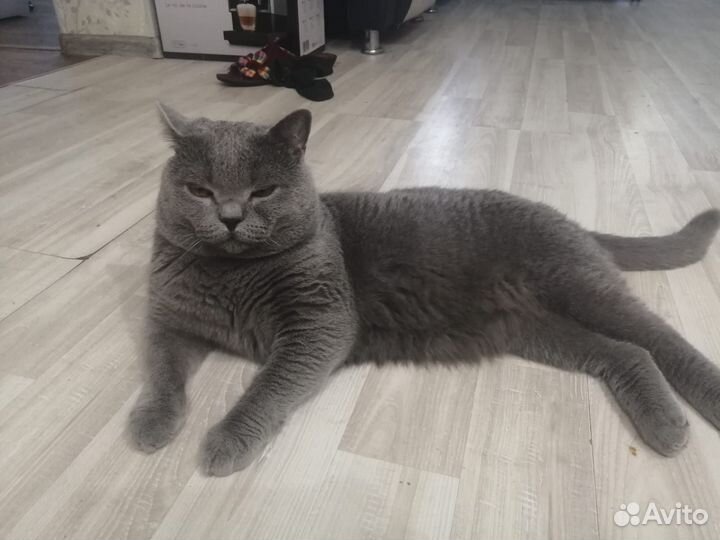 Британский котик вязка