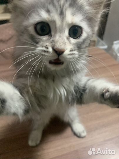 Кошки мейн-кун