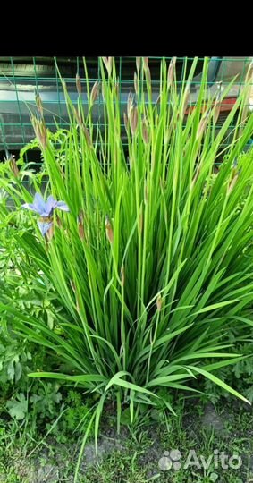 Многолетние ирисы вербейник женские слезы