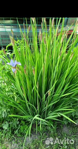 Многолетние ирисы вербейник женские слезы