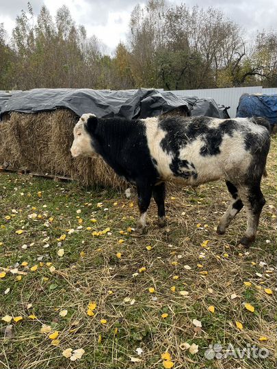 Бык 4 месяца