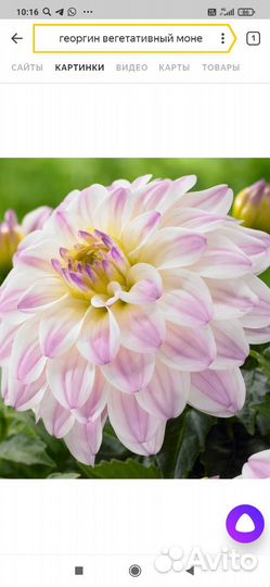 Георгины вегетативные патио