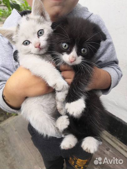 Котята в дар