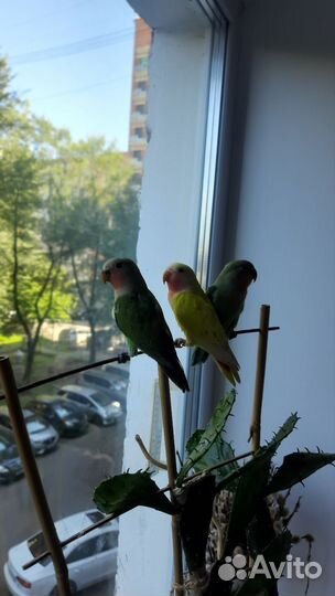 Попугай Неразлучники