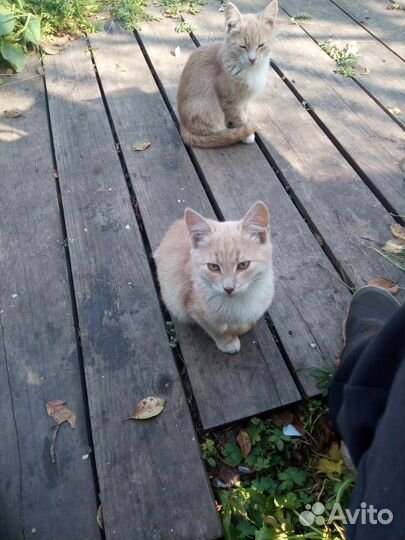 Котята в добрые руки