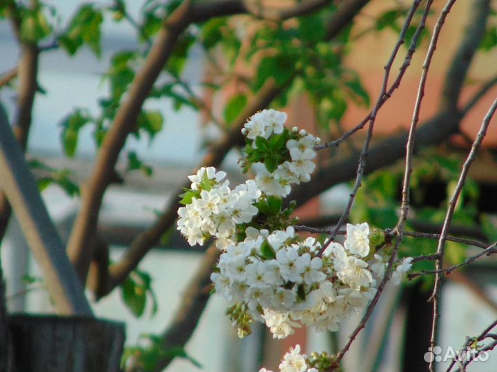 Зеркальный фотоаппарат sony a