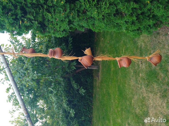 Коралл балянус