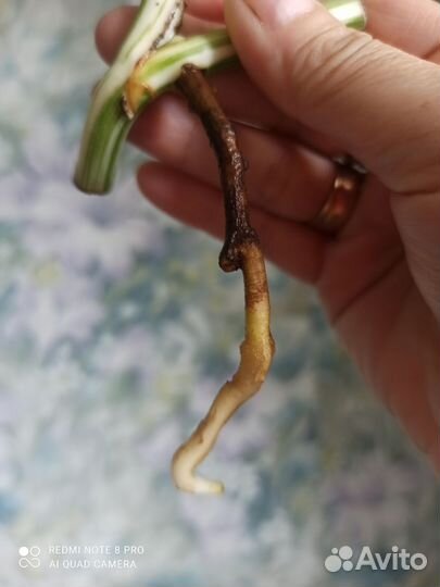 Монстера альба