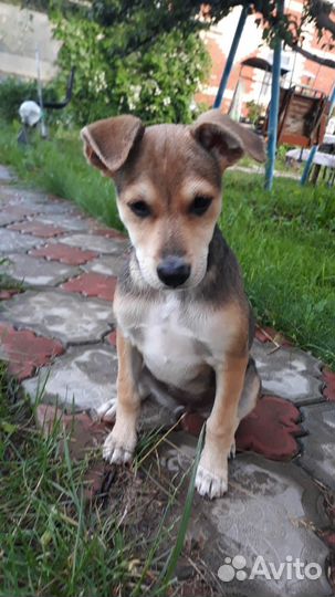 Щенок в добрые руки отдам бесплатно
