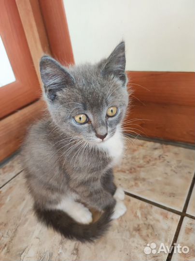 Кот Дворянин Лев