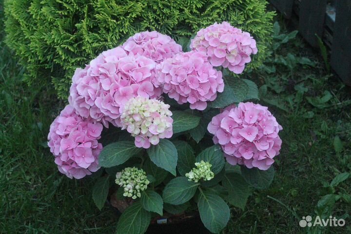 Крупнолистные гортензии