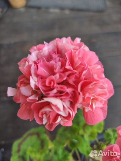Пеларгония сортовая