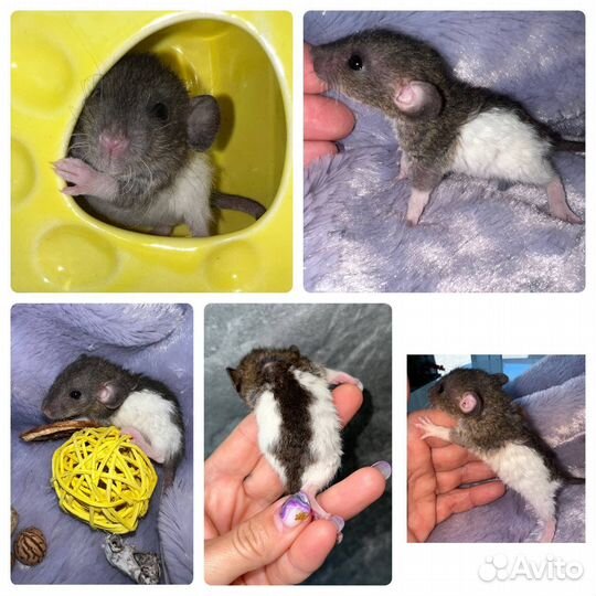 Породные крысята, ушки Дамбо