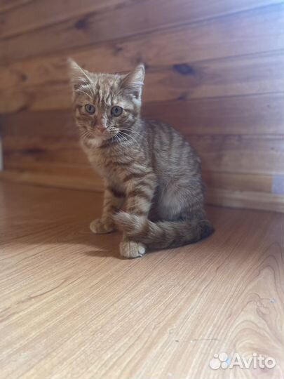 Котенок Марсик