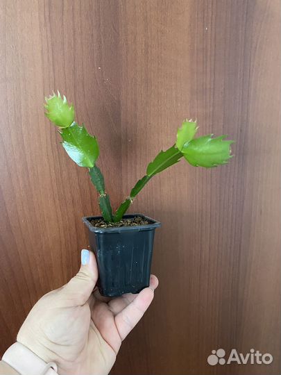 Комнатные растения / цветы