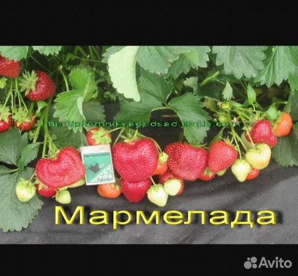 Рассада клубники. Мармелада