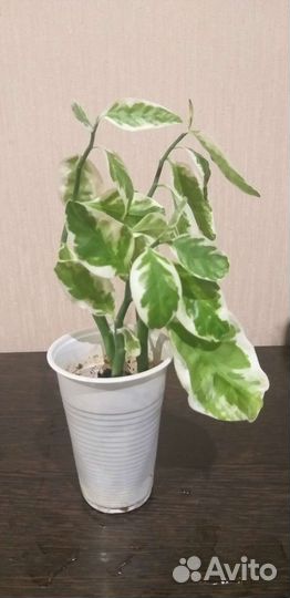 Сансеверия,хлорофитум,дифенбахия компакта