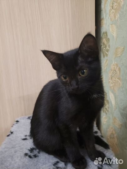Черный котенок